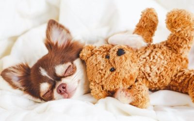 Combating Low Energy and Fatigue in Pole